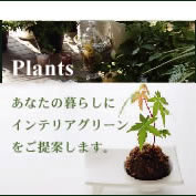 Plants@Ȃ̕炵ɃCeAO[Ă܂B